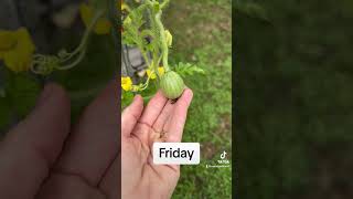 First week of growth for Sugar Baby Watermelon. 🍉 #timelapse #watermelon #garden #growyourownfood