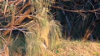 Download lagu Dingo Bark mp3