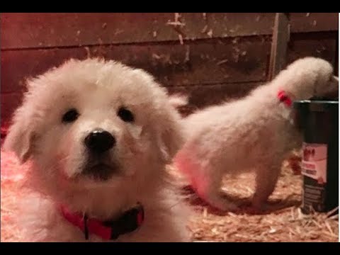 Kubernetes 1.10 Release Burndown Meeting 20180205