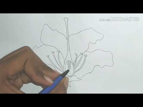 How to draw reproduction in plants diagram easily | Hibiscus flower| parts of flower