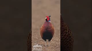 Download lagu Burun Tercantik #MasteranBurung #SuaraBurung #PikatBurung #KicauBurung #BurungGacor mp3