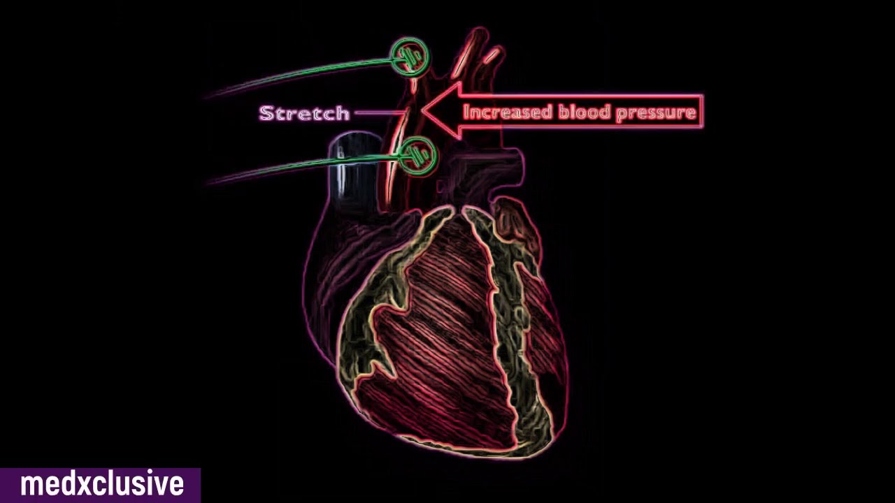 Baroreceptor & Chemoreceptor reflex Regulation of Blood Pressure