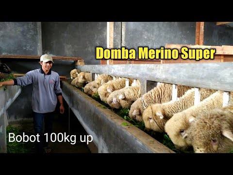 , title : 'Dolan Kandang Suplayer Domba Merino Wonosobo'