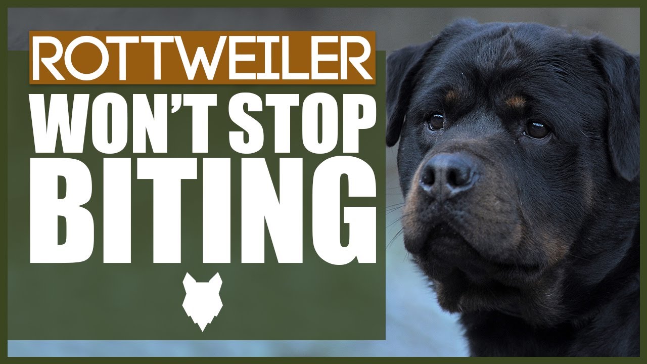 How To Stop Your ROTTWEILER BITING