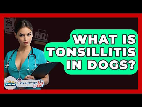 What Is Tonsillitis In Dogs? - Ask A Pet Vet