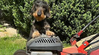 Cute dachshund keeps his garden tidy 😀😀😀 #TeddyTheDachshund