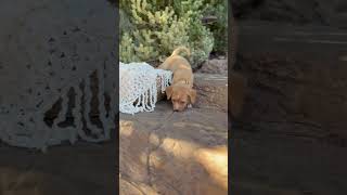 Video preview image #1 Dachshund Puppy For Sale in Corona, CA, USA