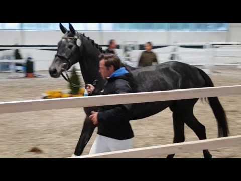 FLIPPY CASH (geb. 2013) v. Cash & Carry a.d. Z-Paula v. Cassini II x Lennon - Hol.1525