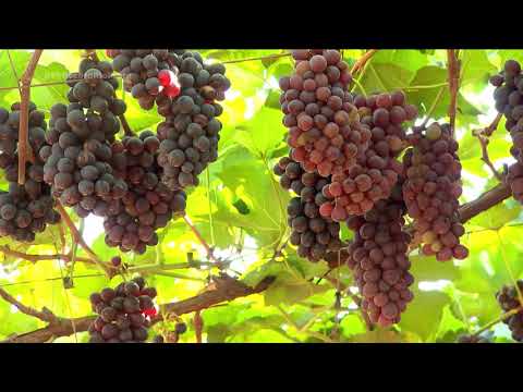 Turismo com sabor do campo em Urânia