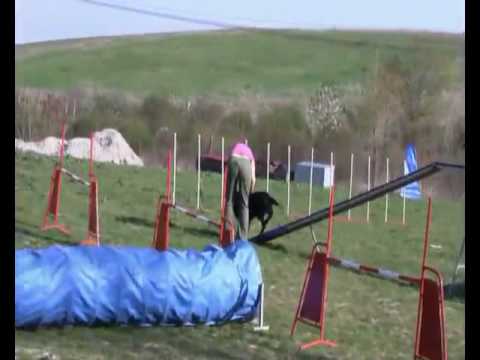 ZKO Litoměřice pod Radobýlem - agility pokročilí