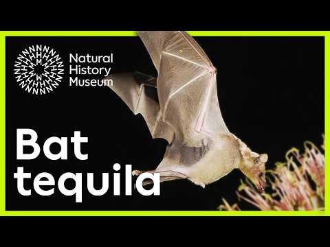 Why does tequila need bats? | Surprising Science