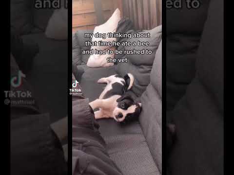 The time my dog ate a bee and had to get rushed to the vets TikTok: mathiiel