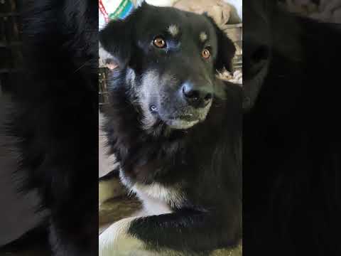 Meri najar dhunde tuje🤗 #love #happy #dog