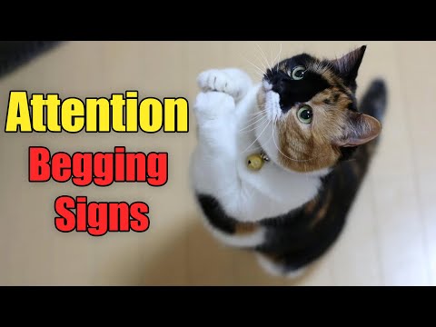 5 Signs Your Cat Is Begging for More Attention