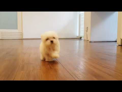 Big_eyes_maltese_mini_maltese_videos_lovely_and_cutest_puppy_#shorts