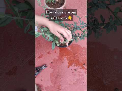 How to use epsom salt for rose plants #rosecaretips #gardeneasygardening