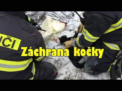 Záchrana kočky
