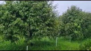 Download lagu DIJUAL KEBUN DURIAN LUAS 4,3 HEKTAR SRT SHM HARGA GLOBAL 5 MILYAR LOKASI SUKABUMI CIANJUR JAWA BARAT mp3 Download lagu DIJUAL KEBUN DURIAN LUAS 4,3 HEKTAR SRT SHM HARGA GLOBAL 5 MILYAR LOKASI SUKABUMI CIANJUR JAWA BARAT mp3