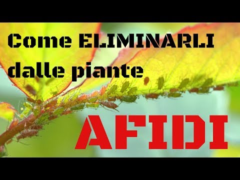 Pulizia di parassiti da un organismo Il messaggio su parassiti per la 5a classe