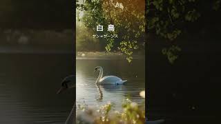 Download lagu サン＝サーンス「白鳥」｜名曲ダイジェスト｜The Swan mp3