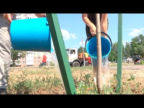 Экологи просят горожан поливать зеленые насаждения в жаркую погоду видео