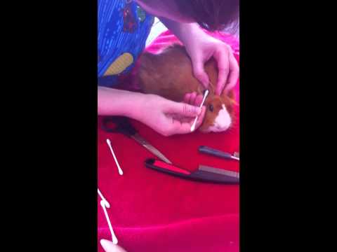 comment nettoyer oreilles cochon d'inde