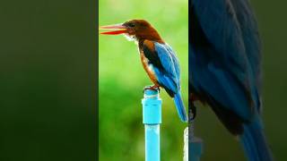 Download lagu Masteran burung tengkek udang #tengkekudang mp3