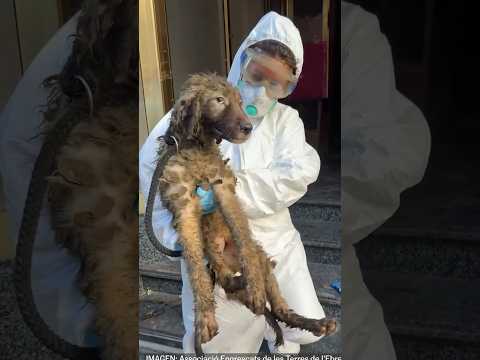 Rescatados 28 PERROS en condiciones extremas en Santa Bárbara (Tarragona)