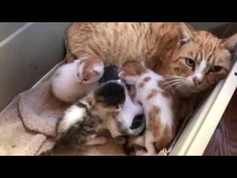 Feral mom cat nursing her kittens