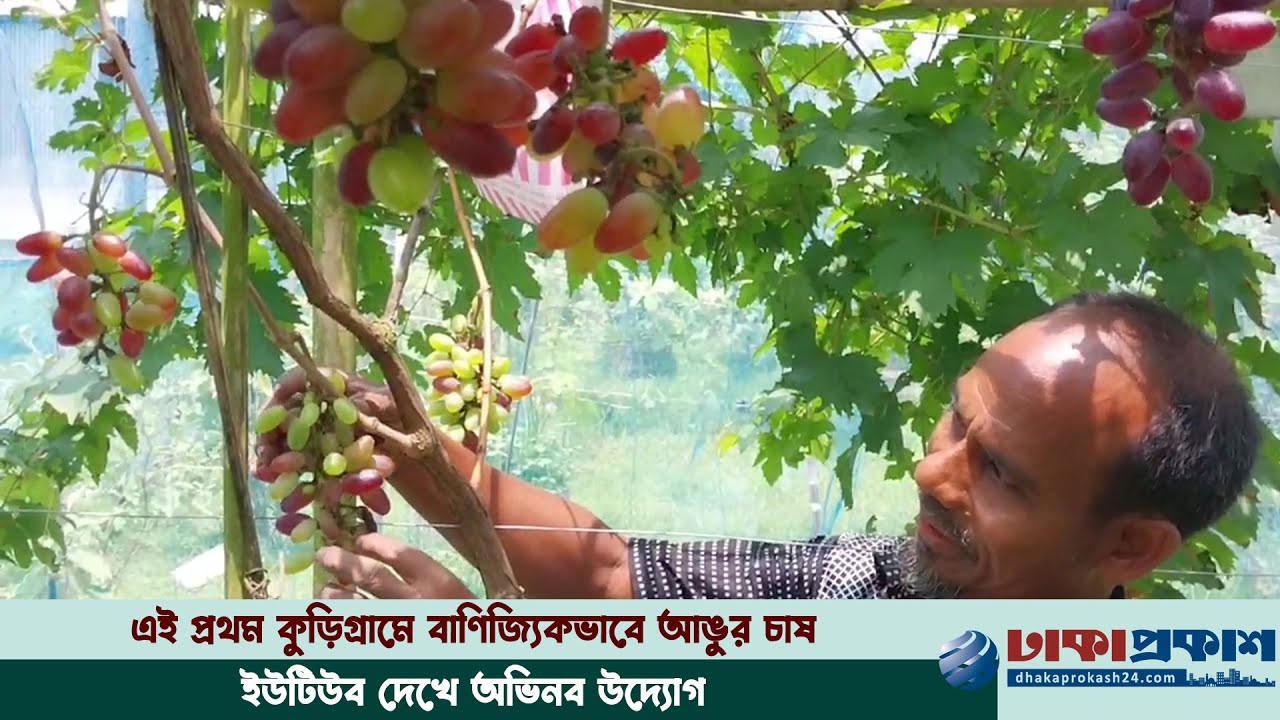 উত্তরের মাটিতে বিদেশি আঙুরের অকল্পনীয় ফলন