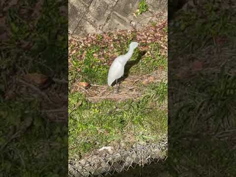 The white bird by the river