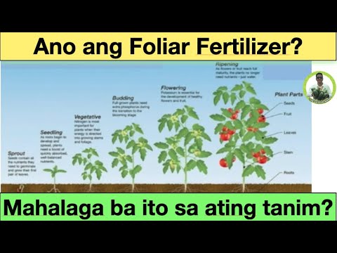 , title : 'How to use foliar fertilizer. Ano ang foliar fertilizer? Mahalaga ba ito sa ating halaman?'