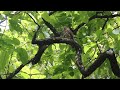Brown Hawk Owl Call