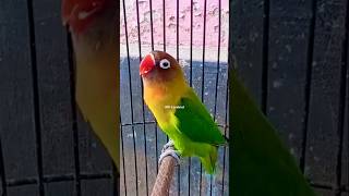 Download lagu Lovebird gacor fighter ngekek panjang mp3