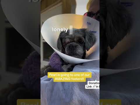 Can you help our rescue dogs⁉️🥺Link in our bio🫶 #amazon #rescuedog #chihuahua #shelter #florida