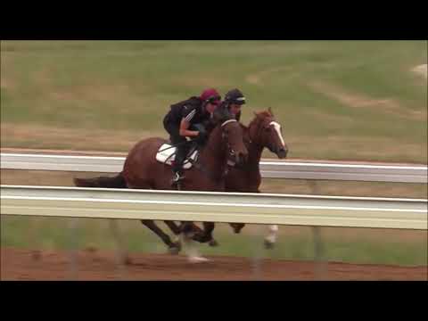 All In Sync - 13th November 2018 Track Gallop