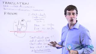 DNA Translation | Initiation Phase &amp; Ribosome Formation