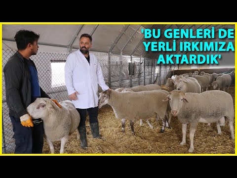 , title : 'Afyon'da 'Türk Texel' Koyunu Üretildi'
