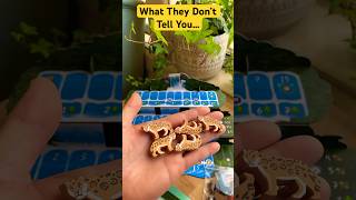 What They Don’t Tell You About Board Gaming 😅 #boardgames #games #youtubeshorts