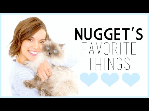 Nugget's Favorite Things! // Cat Supplies, Toys, + More!