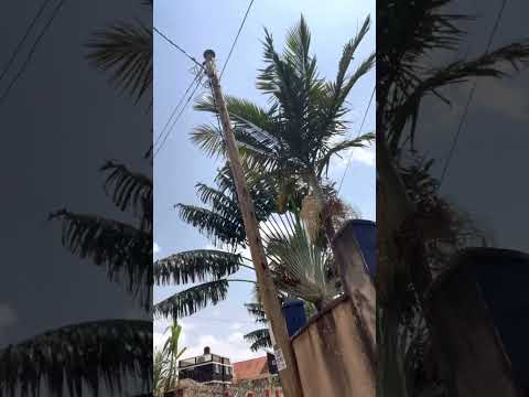 Real Estate in Uganda - Umeme on site. Electricity verification.