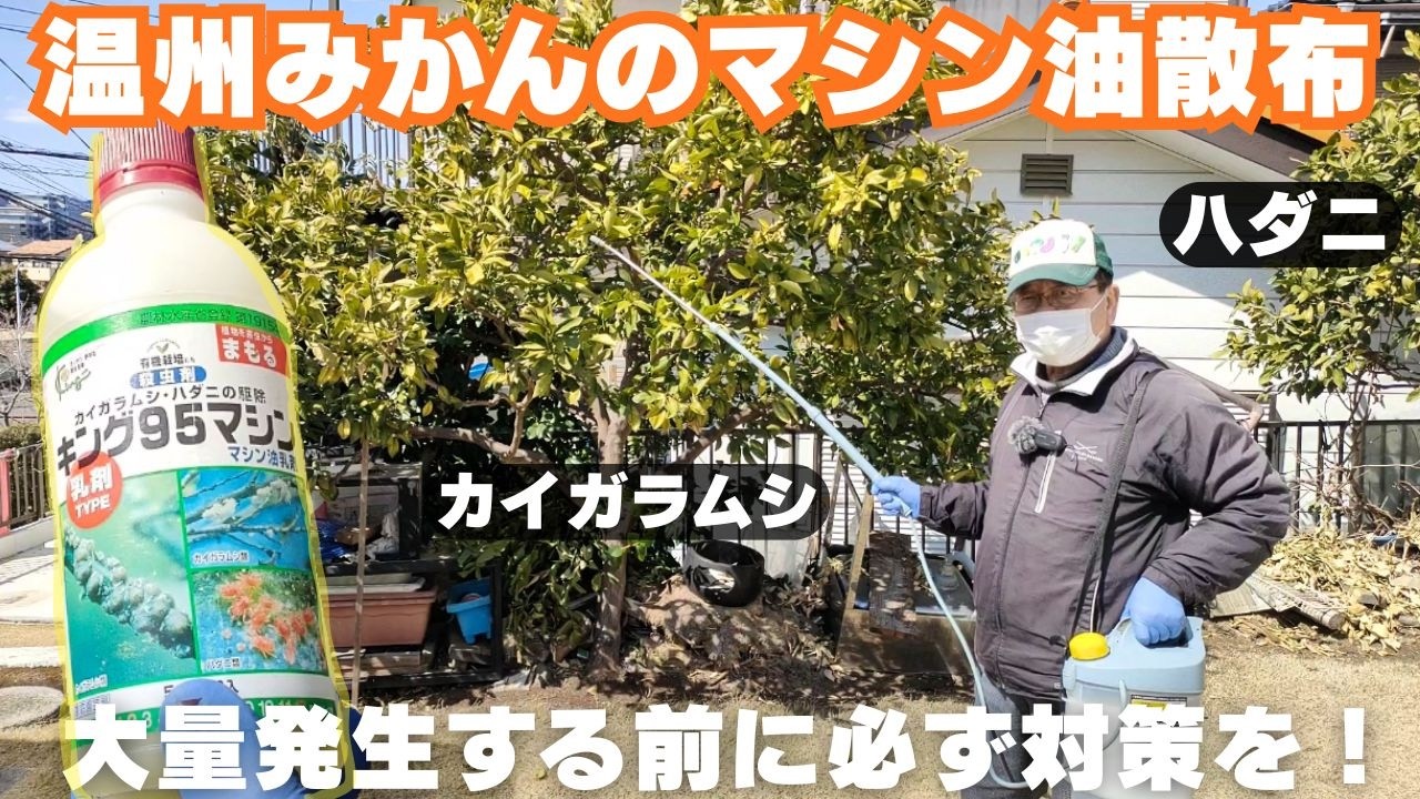 【温州ミカンのマシン油散布】大量発生する前に必ず対策を！｜冬季｜散布方法｜カイガラムシ｜ハダニ　2026/3/15