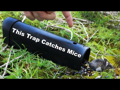 Mousetrapmonday