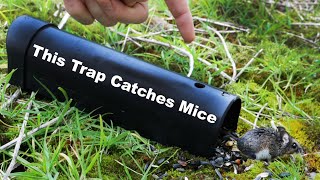 This Simple Mouse Trap Surprised Me. It Actually Works. Mousetrap Monday