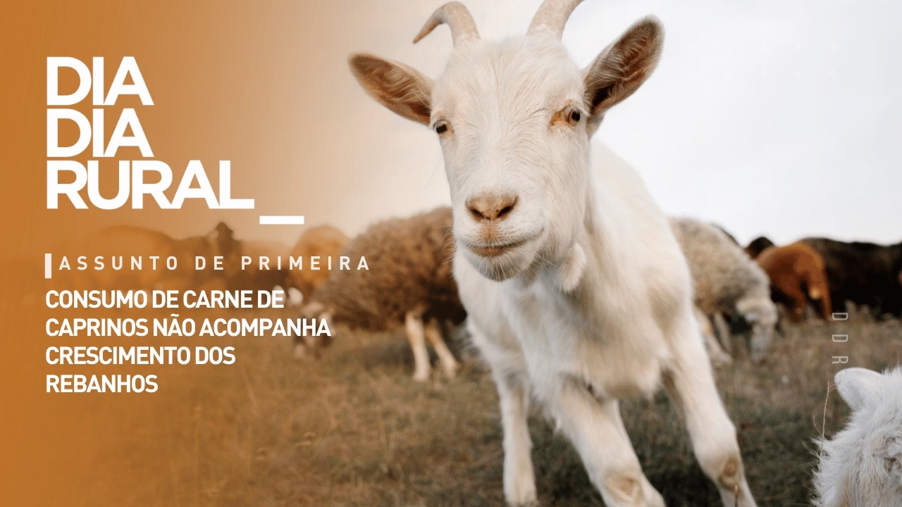 Consumo de carne de caprinos não acompanha crescimento dos rebanhos