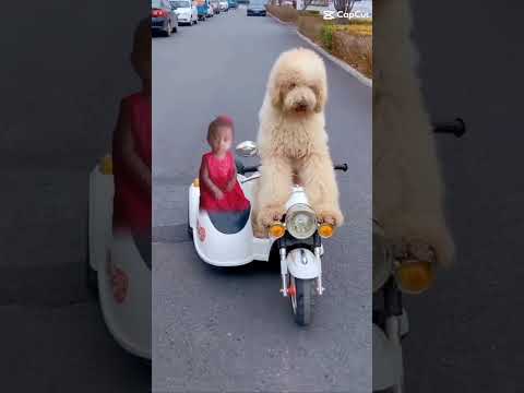 #baby #shorts😍babyanddog🐹🐹
