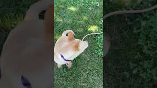 Video preview image #1 Mutt Puppy For Sale in Garden City, NY, USA