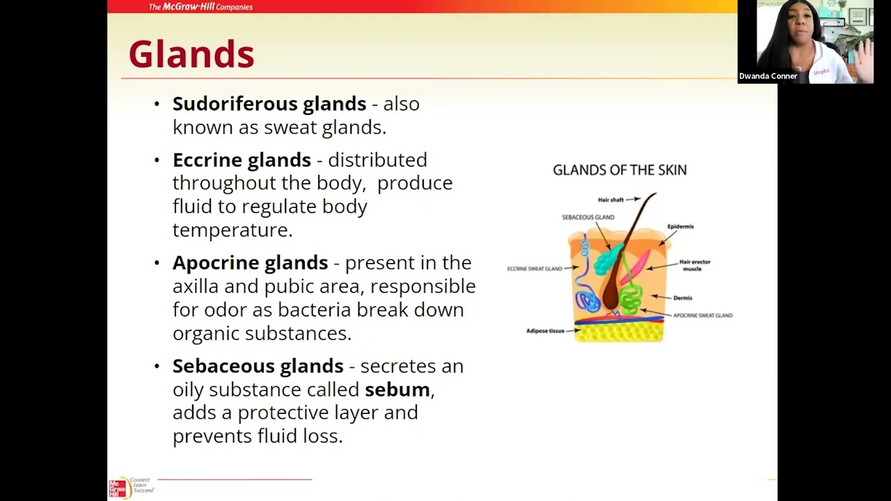02 Integumentary System  Glands
