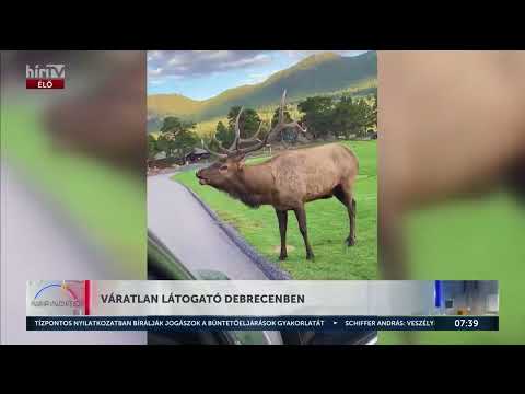 Nem mindennap lát jávorszarvast az ember Magyarországon - Napindító - HírTV
