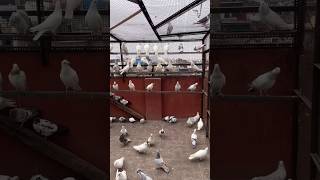 pigeons stock for sale #pigeon #pigeontraining #viral #youtubeshorts #kabutar #kabutarbazi